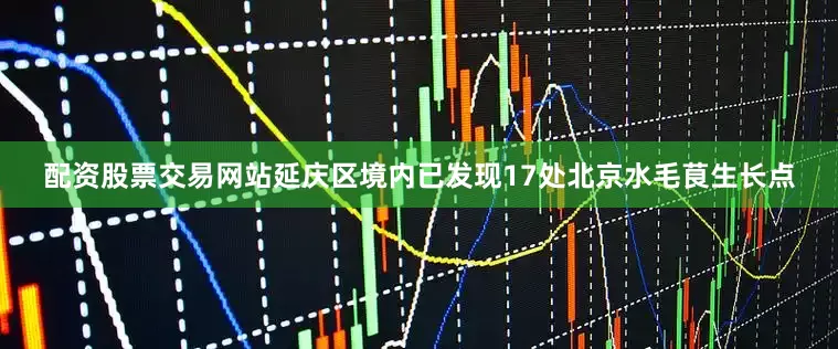 配资股票交易网站延庆区境内已发现17处北京水毛茛生长点